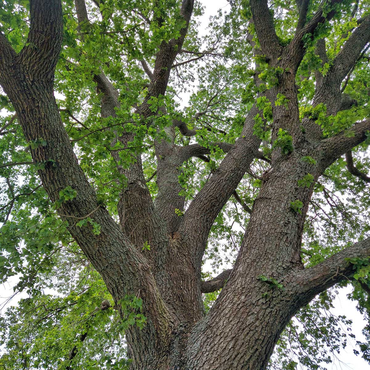 WuHooTimaru Trees Bowker Elm 00