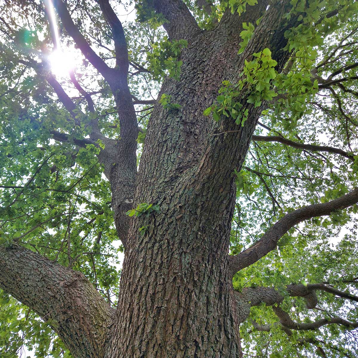WuHooTimaru Trees Bowker Elm 00
