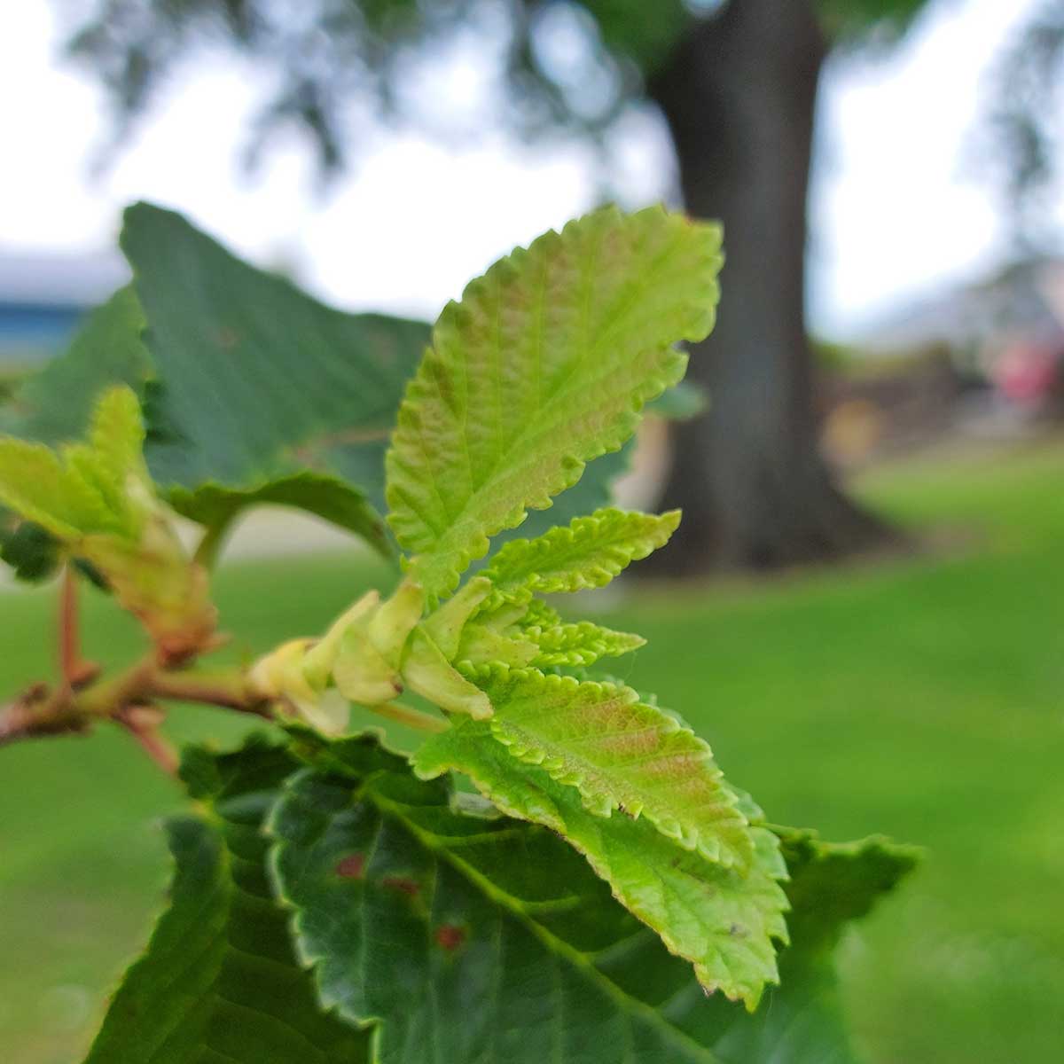 WuHooTimaru Trees Bowker Elm 00
