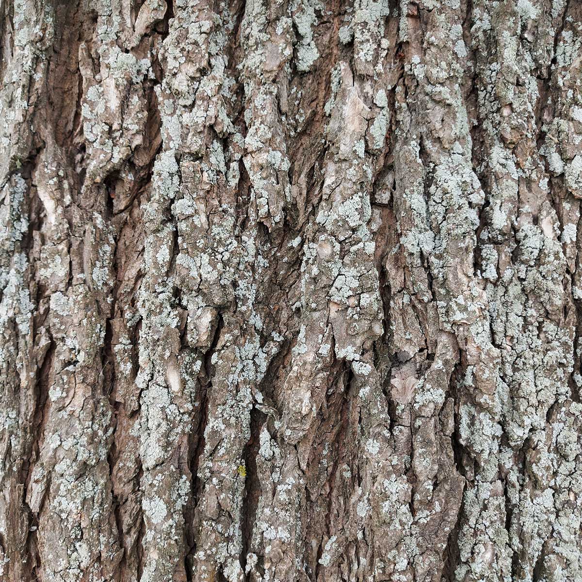 WuHooTimaru Trees Bowker Elm 00