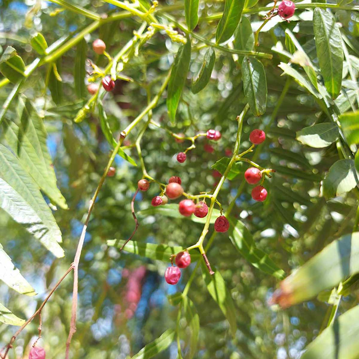WuHooTimaru Trees 101716