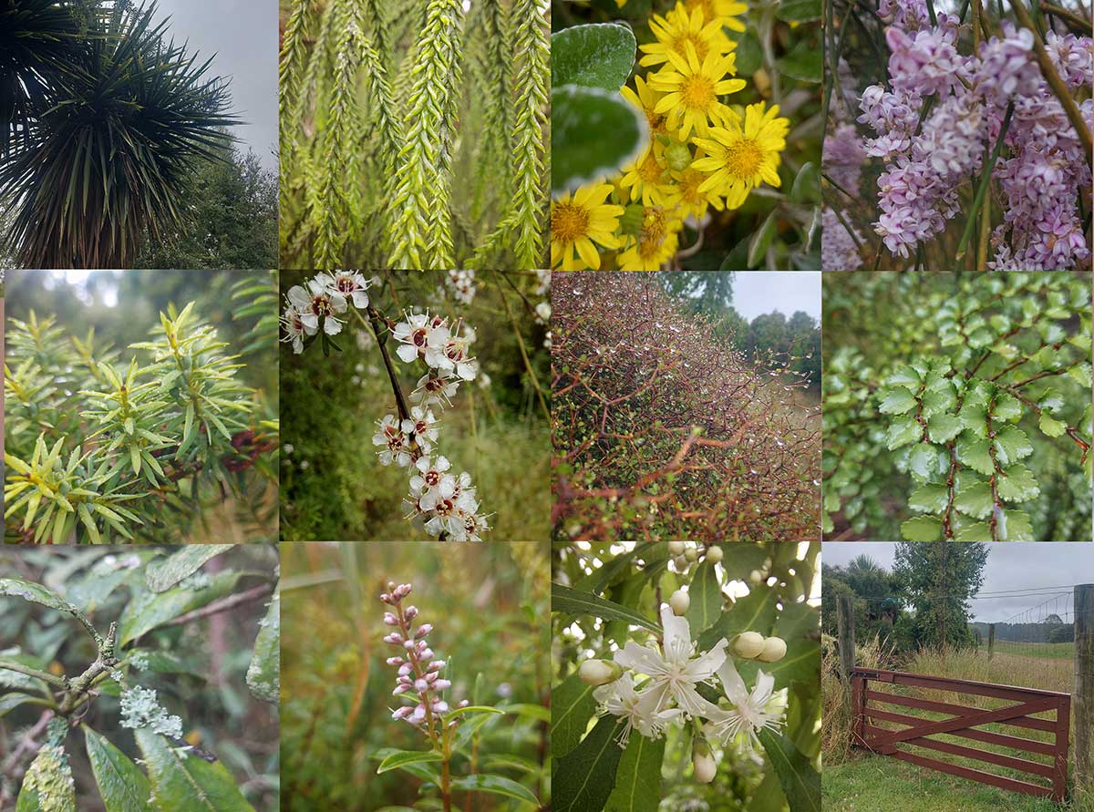 sunday drive to basicks road timaru roselyn Fauth
