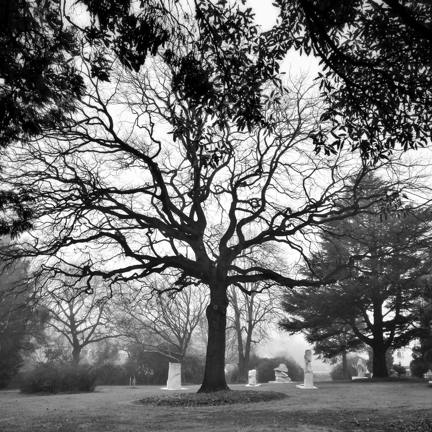 Trees at the Aigantighe Art Gallery Photo Roselyn Fauth