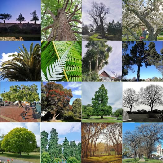 We love Timarus trees