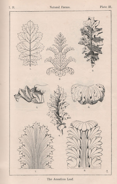 Acanthus 001