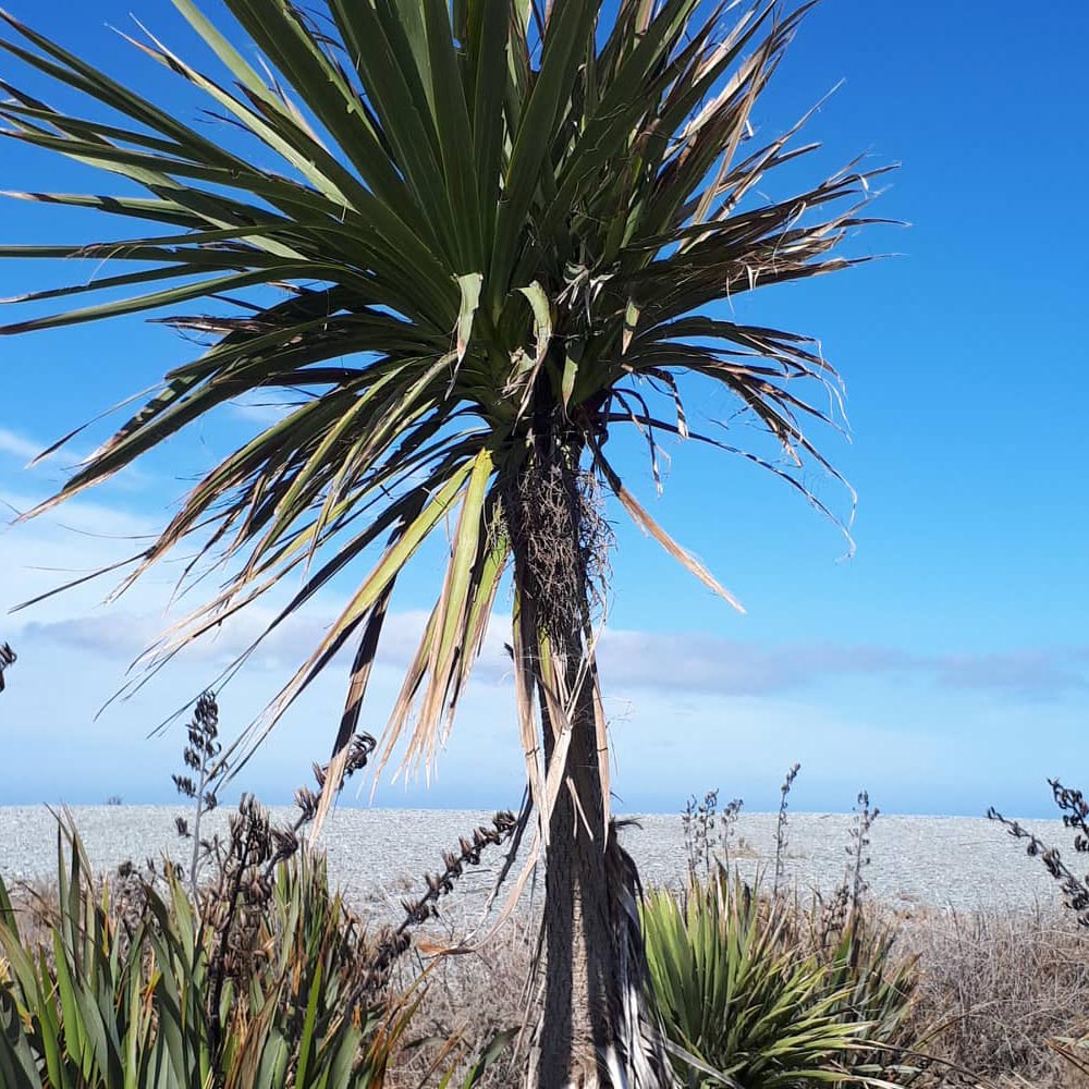 WuHooTimaru Rangitata_Huts_385216